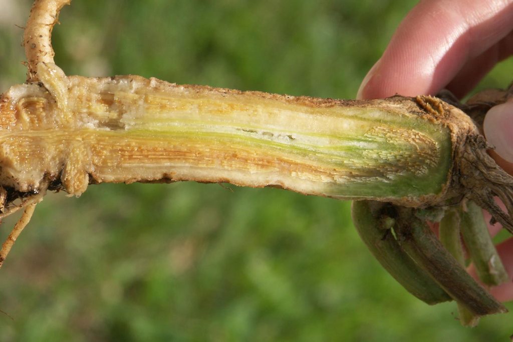 FUSARIUM SOLGUNLUĞU